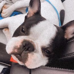French Bulldogs from KK__DOGKENNEL