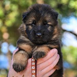 Alpha - Sable male German Shepherd puppy in Canton, Texas from WILDWOOD GERMAN SHEPHERDS
