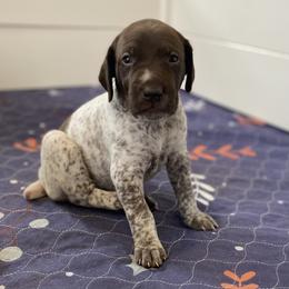 Honey - Liver and white female German Shorthaired Pointer puppy in Hot Springs, Virginia from Thunder Mountain Gun Dogs