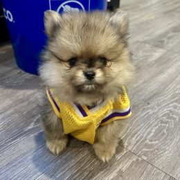 Thor - Chocolate merle male Pomeranian puppy in Sherman, Texas from Wynter Wonderland Poms