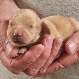 Penny male 1 - Cream male Dachshund puppy in Trade, Tennessee from TN Miniature Dachshunds & Basset Hounds
