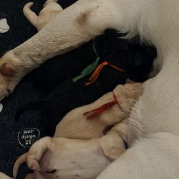 Black male 1 - Black male Labrador Retriever puppy in Archer Lodge, North Carolina from Archer Lodge Labradors