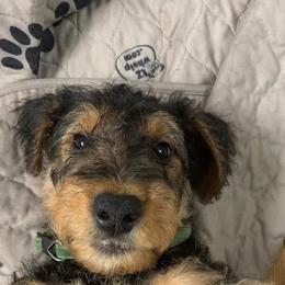 Airedale Terrier Puppies from Mystic’s Airedales