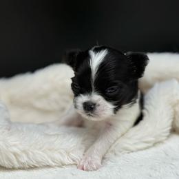 Parker - Black and white male Chihuahua puppy in Lee Center, New York from Alfheim-Andromeda Chihuahua's (A &A's)