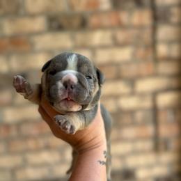 Boy 2 - Blue tri-color male Bulldog puppy in Hernando, Mississippi from Blues City Bulldogs