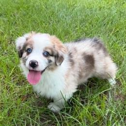 Pretty Boy - Red male Companion Cross puppy in Mc Alpin, Florida from RussKris Farms Aussies, Corgis & Auggies