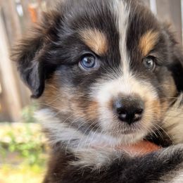 Aspen - Black tri-color Australian Shepherd puppy in California from Aussmazing Aussies
