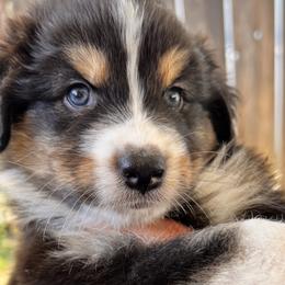 Aspen - Black tri-color Australian Shepherd puppy in California from Aussmazing Aussies
