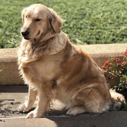Golden Retrievers from Bliss Retrievers