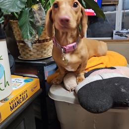 Fynn - Dachshund