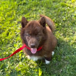 Reign - Red and white female Siberian Husky puppy in London, Ohio from Rose Trail Siberian’s