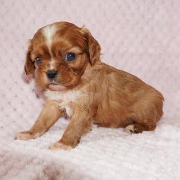 Goldie - Ruby female Cavalier King Charles Spaniel puppy in Pleasant City, Ohio from cywood's ohio cavaliers