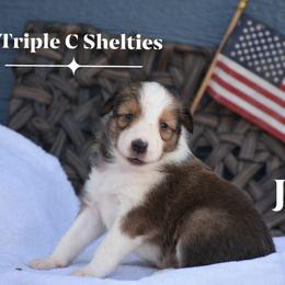 Jones- Blue collar - Sable and white male Shetland Sheepdog puppy in Gladbrook, Iowa from T Triple C Shelties