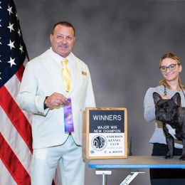 Lee - Brindle male French Bulldog puppy in Peachtree City, Georgia from Eastham’s  Open French Bulldogs