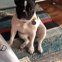 Boston Terrier, Bulldog, and French Bulldog Puppies from JP Ranch Bulldogs