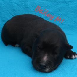 Bailey Male 1 - Black male Siberian Husky puppy in Hiawassee, Georgia from Chastains Huskies