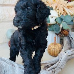 White - male Golden Mountain Doodle puppy in Leander, Texas from Olive Grove Doodles