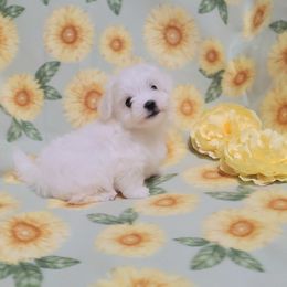 Boy 1 - White male Maltese puppy in Merced, California from Soua's Pups