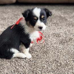 Girl 1 - Black and tan female Corgipoo puppy in Junction, Utah from Sugar Doodles