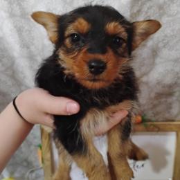 Yorkshire Terrier puppies from Mcmahan Kennels