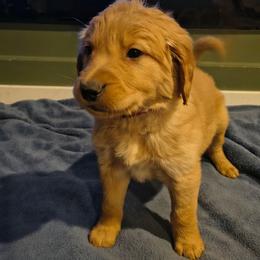 Cupid (red collar) - Dark golden male Golden Retriever puppy in Tenino, Washington from Oak River Goldens'