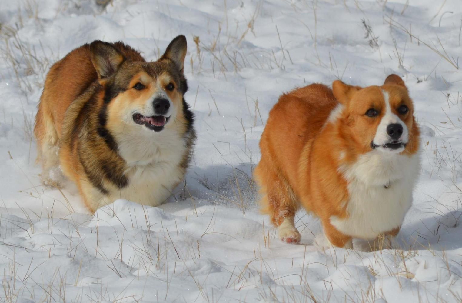 2 Corgis correndo juntos na neve