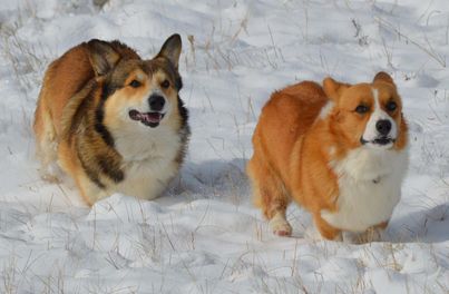 2 Corgis running together in the snow
