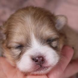 AKC Mochi - Orange sable female Pomeranian puppy in Albany, Indiana from Hatz Off Puppies