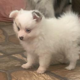 Girl 1 - White female Pomeranian puppy in Gotha, Florida from Jazzi’s Poms