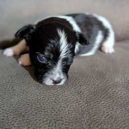 Boy 2 - White black and tan male Papillon puppy in Joshua, Texas from Summertime Kennels