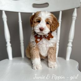 Australian Labradoodle Puppies from Rutu Australian Labradoodles