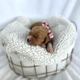 PAPAYA - Apricot female Goldendoodle puppy in Independence, Oregon from Ankeny Doodles