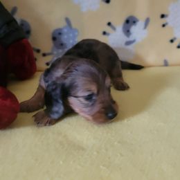 Boy 1 - Dapple male Dachshund puppy in Klamath Falls, Oregon from Luvindoxys4u