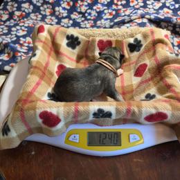 4 Pink - Agouti and white female Siberian Husky puppy in Dane, Wisconsin from Sunny Hurricane Siberians