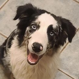 Australian Shepherds from 101 Australian Shepherds