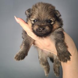 Percy - Orange sable male Pomeranian puppy in Saint Charles, Missouri from Bisous Pomeranians & Heartland Sh