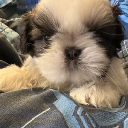 Boy 3 - Gold and white Shih Tzu puppy in Madras, Oregon from Maridee’s ShihTzu