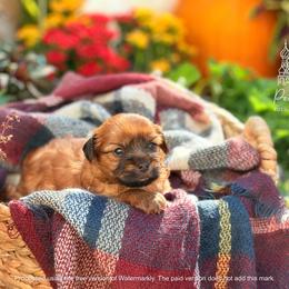 Biewer Terrier and Russian Salon Dog Puppies from Petit Bijou