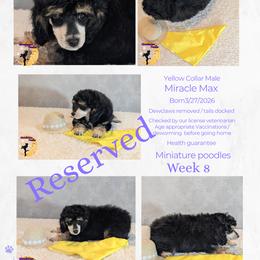 Yellow Collar Male Miniature Poodle Vizzini - Phantom male Poodle puppy in Lillian, Alabama from Moondancers Poodles