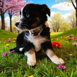 Lemon - Blue merle female Miniature Australian Shepherd puppy in Lithia, Florida from Waterford Doodle Farm