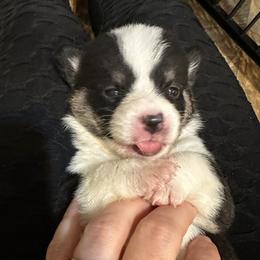 Pembroke Welsh Corgis from Shaw's Corgis
