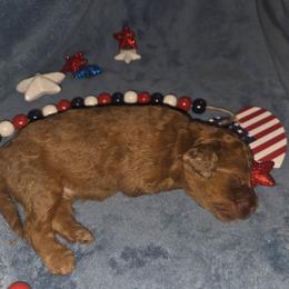 Han Solo - Brown merle male Aussiedoodle puppy in Cumberland, Rhode Island from W Doodle Crew