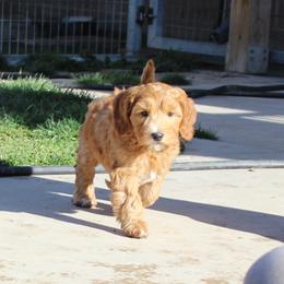 Copper orange collar - Apricot male Australian Labradoodle puppy in Provo, Utah from EllsWORTH Labradoodles LLC