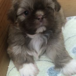 Shih Tzu Puppies from Lil' Darlin' Shih Tzus of the Virginia Blue Ridge