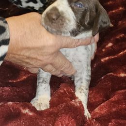 B - White and liver male German Shorthaired Pointer puppy in Glendive, Montana from Lazy Hearts Kennel
