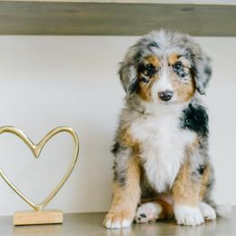 Confetti - Blue merle female Aussiedoodle puppy in Spanish Fork, Utah from K Brand Doodles