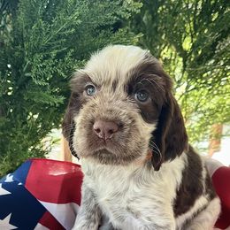 English Springer Spaniels from Sherrouse English Springer Spaniels
