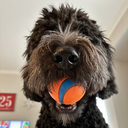 Bernedoodle and Goldendoodle All Grown Up from A.N.A. Doodles