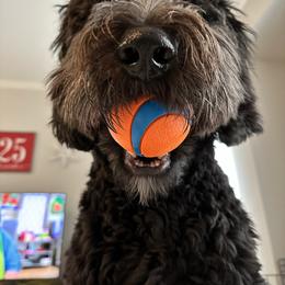 Bernedoodle and Goldendoodle All Grown Up from A.N.A. Doodles