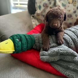 Teal Girl - Brown female Chesapeake Bay Retriever puppy in Riverview, Florida from Breezeswept Kennel